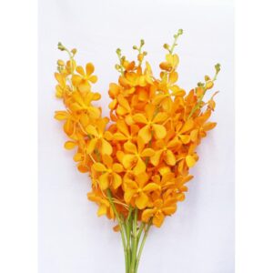 bó hoa lan hàn quốc cam