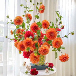 hoa thược dược