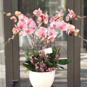 hoa lan hồ Điệp